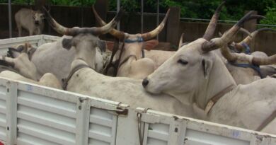 OYRLEA Intensifies Anti-Open Grazing Enforcement, Impounds 15 Cows in Ijaye and Moniya-Iseyin