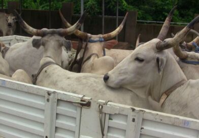 OYRLEA Intensifies Anti-Open Grazing Enforcement, Impounds 15 Cows in Ijaye and Moniya-Iseyin