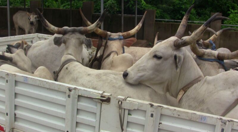 OYRLEA Intensifies Anti-Open Grazing Enforcement, Impounds 15 Cows in Ijaye and Moniya-Iseyin